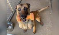 San Diego Police Dog Killed in Shooting at Mesa College; Suspect Pronounced Dead