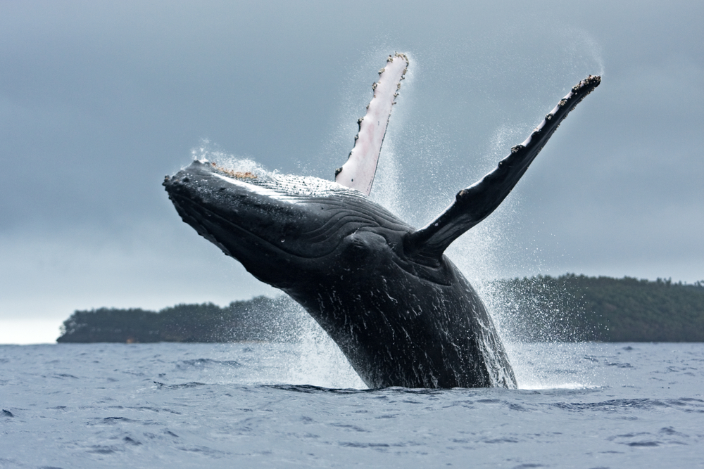 Humpback Whale Megaptera Novaeangliae Vava U Island Tonga