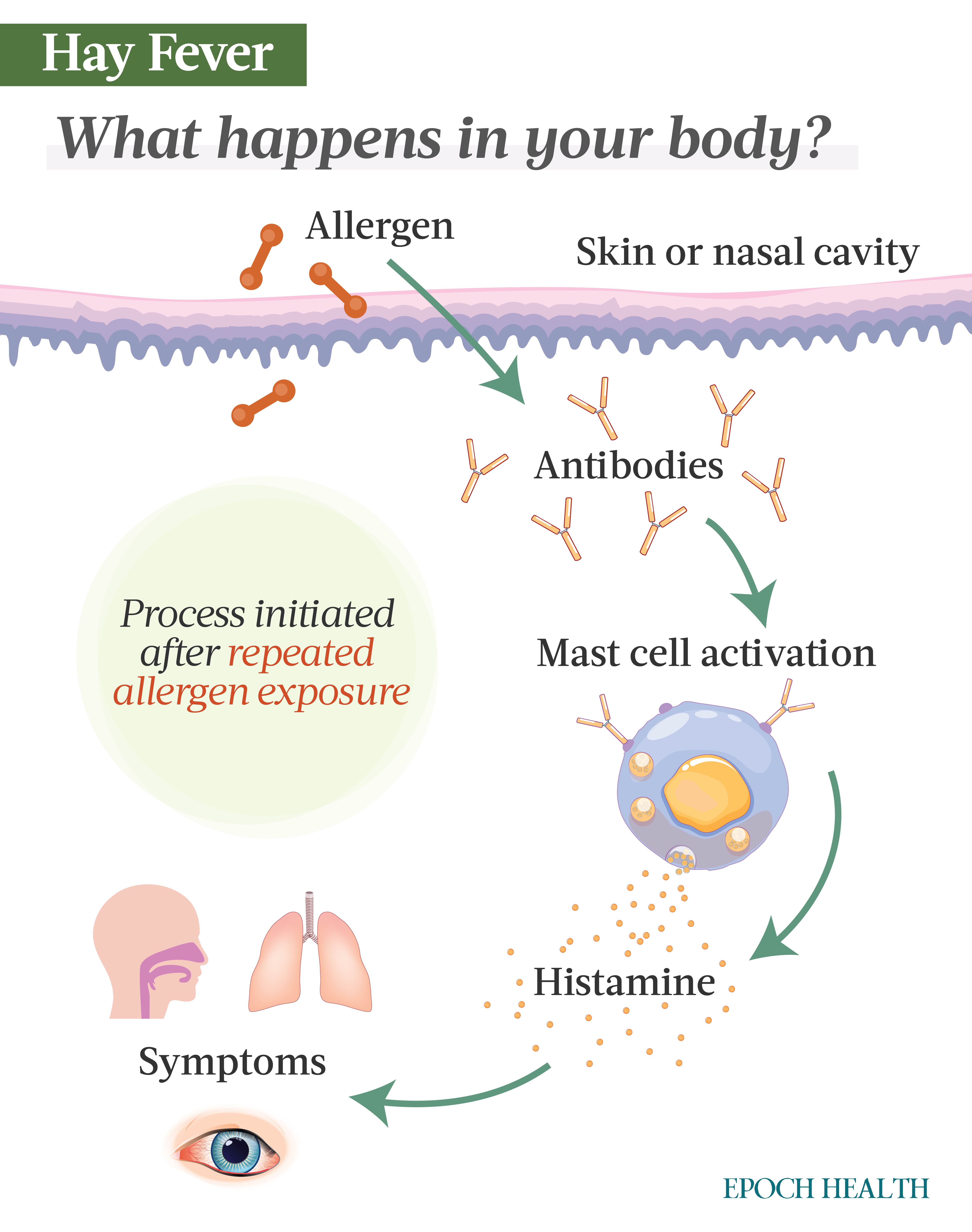 Upon repeated exposure to an allergen, the immune system produces antibodies called immunoglobulin E (IgE), which activate mast cells (white blood cells) that release histamines to ward off the allergen. This process results in hay fever symptoms. (Illustrations from Shutterstock / Designed by The Epoch Times)