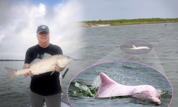 Texas Fisherman Spots Rare Pink Dolphin Near Gulf of Mexico—And Has Video to Prove It