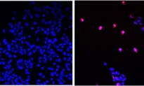 US Scientists Develop New ‘Cancer-Stopping Pill’ That Can ‘Annihilate’ Tumors, Leave Healthy Cells Unharmed