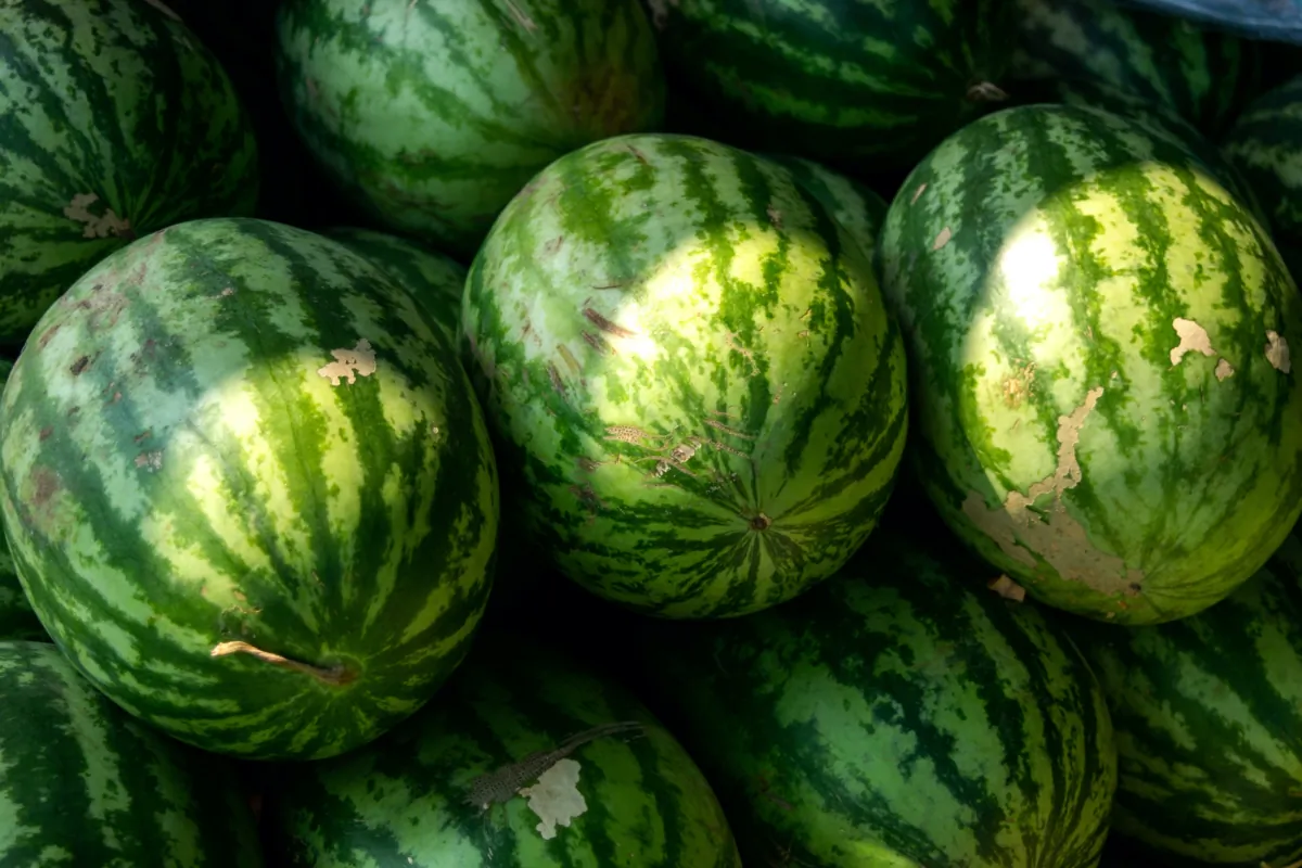 There ARE true tricks to picking the juiciest, sweetest watermelon in the bunch. (Taratorn/Shutterstock)