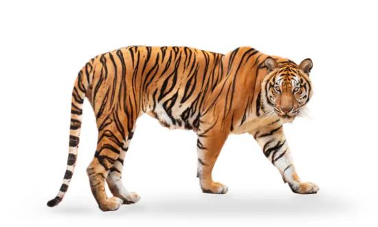 ‘The Tyger’: William Blake’s Lines on Power and Gentleness