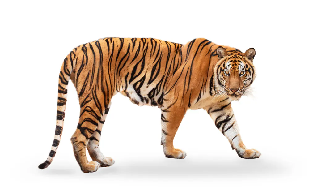 William Blake captures the ferocity of the tiger in "Tyger Tyger." (Puttachat Kumkrong/Shuttserstock)