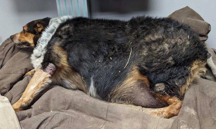 Video: 130-Pound Dog Saved From Euthanasia Undergoes Incredible Weight-Loss—He’s Now Happier Than Ever