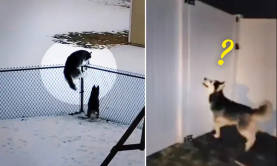 Escape Artist Huskies Break Out Again, so Couple Build 6-foot Fence to Stop Them—Then It Happened