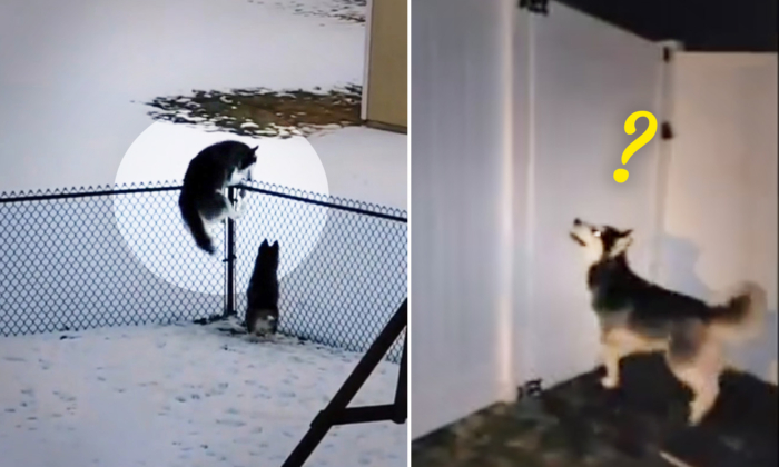 Escape Artist Huskies Break Out Again, so Couple Build 6-foot Fence to Stop Them—Then It Happened