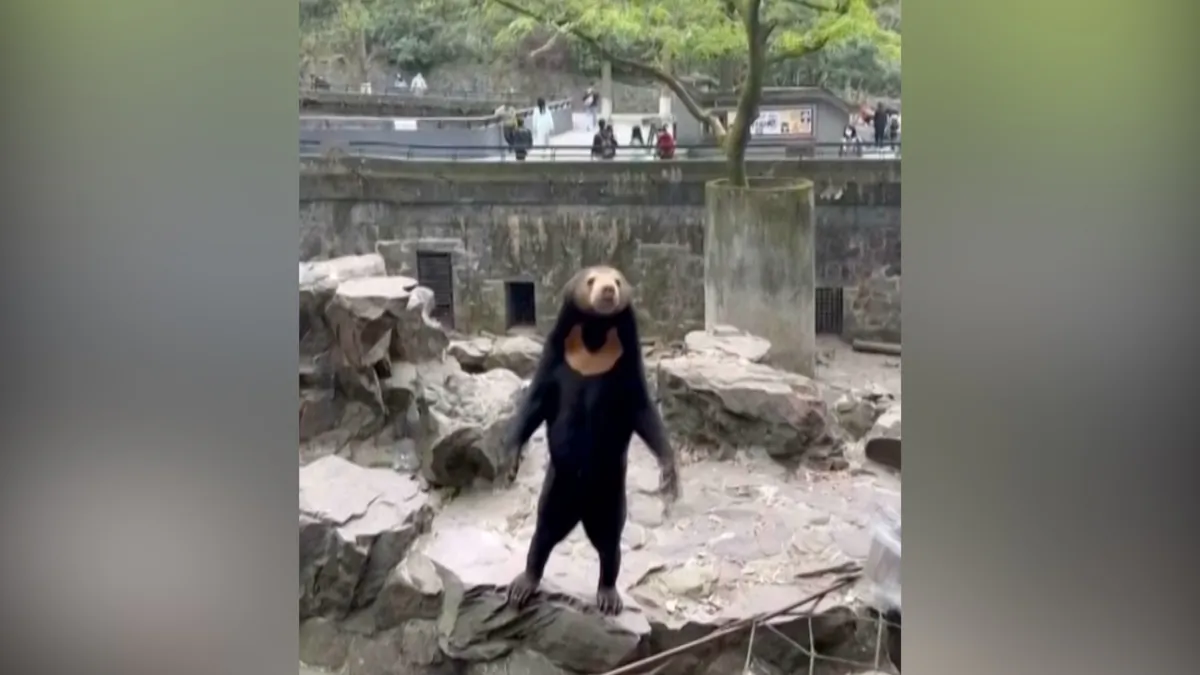 A sun bear at Hangzhou Zoo in Hangzhou City, China, on April 5, 2022, in a still from video. (AP/Screenshot via NTD)