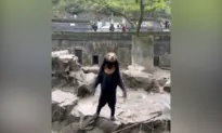 ‘100 Percent Sure’: Expert Says Viral Sun Bear in Chinese Zoo Is Real