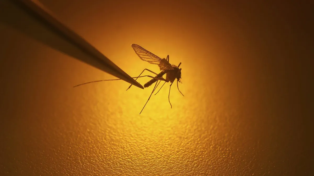 FILE - In this Aug. 26, 2019 file photo, a biologist examines a mosquito in Salt Lake City. (The Canadian Press/AP-Rick Bowmer)
