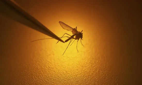 Officials Warn Mosquito-Borne Dengue Fever Cases on the Rise in California