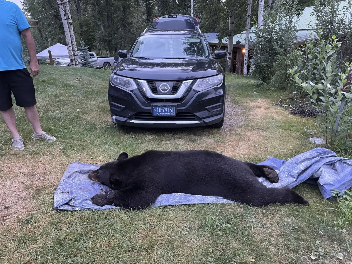 The body of black bear is seen after being dragged outside after being shot and killed when the it broke into a house in Luther, Montana on Aug 3, 2023. (Seeley Oblander via AP)
