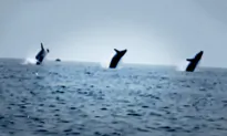 ‘Epic Whale Ballet’: Dad Captures Rare Breach of 3 Synchronized Whales on His Birthday—Here’s the Video