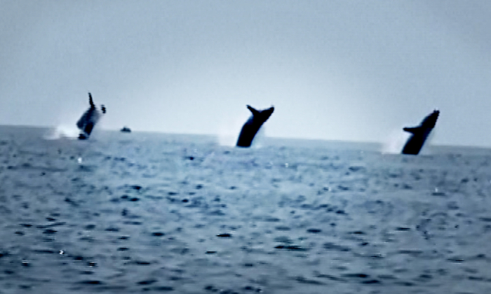 'Epic Whale Ballet': Dad Captures Rare Breach of 3 Synchronized Whales on His Birthday—Here's the Video