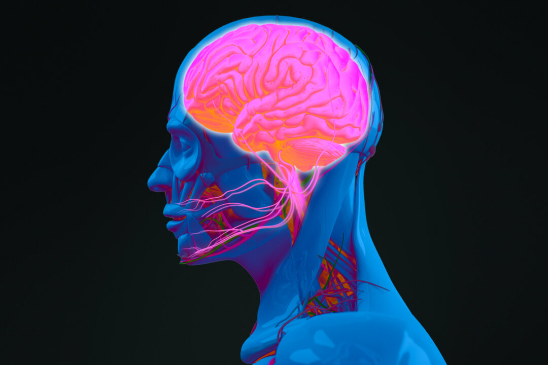 Human anatomy, neurology. Head profile and brain side section. (Anatomy Image/Shutterstock)