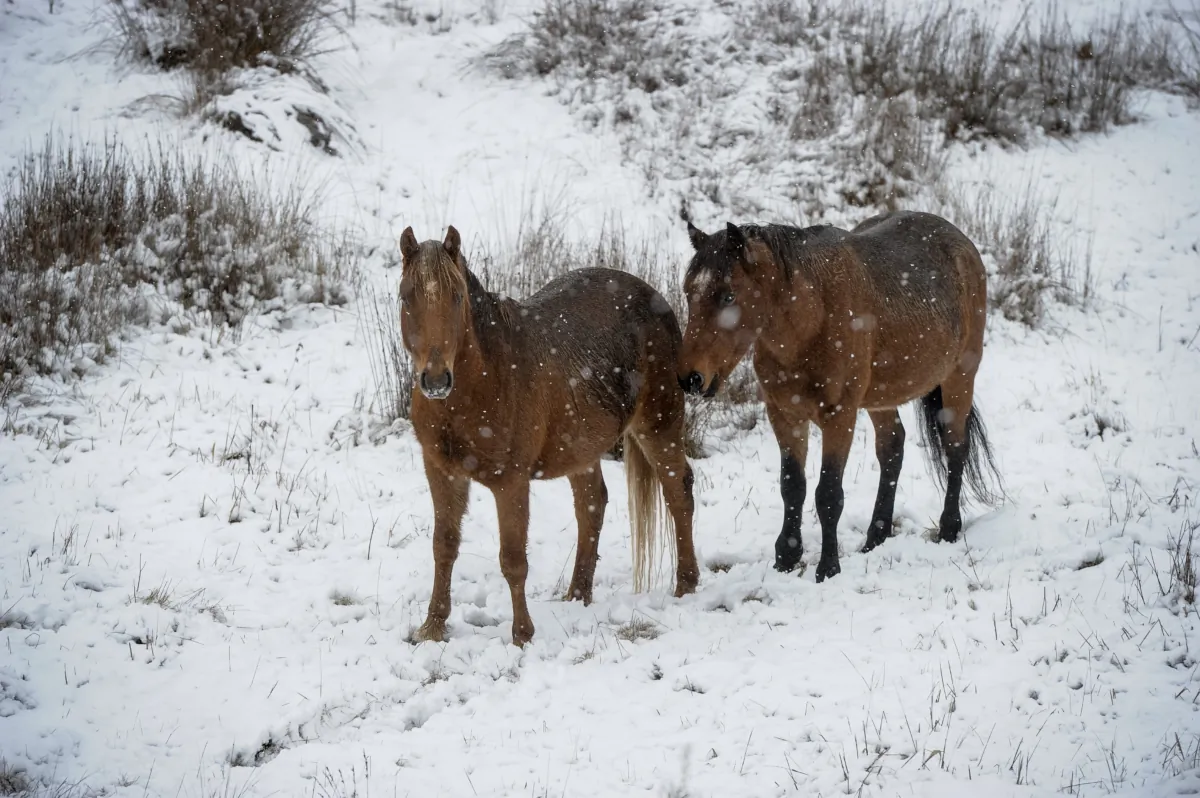 A pair of brumbies, or wild horses, are seen grazing near Yarangobilly, Kosciuszko National Park, Australia, on June 17, 2018. Conservationists have accused the NSW government of failing to listen to scientific expert advice when making policies, amid backlash over its controversial plan to protect wild horses in the Snowy Mountains.
(AAP Image/Perry Duffin)