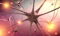 COVID-19 Vagus Nerve Inflammation May Lead to Dysautonomia: New Study