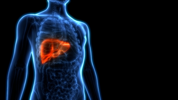 The Liver’s Phoenix-Like Powers of Self-Healing and How You Can Help It