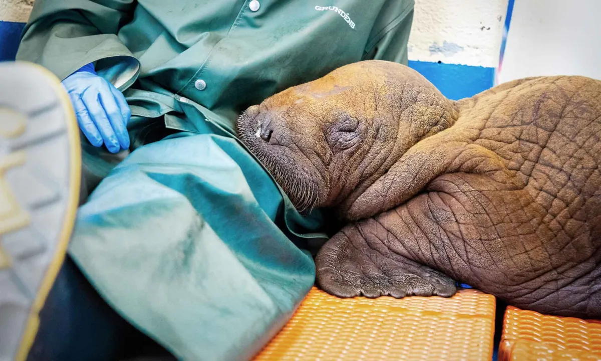 (Kaiti Grant/Alaska SeaLife Center via AP)