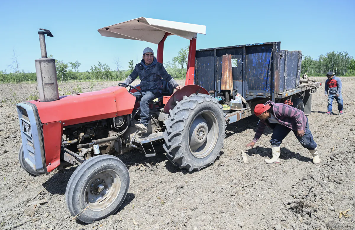Temporary foreign workers from Guatemala clear a field in preparation for grain corn planting at Quinn Farm in Notre-Dame-de-l'Ile-Perrot, west of Montreal, on June 4, 2023. (The Canadian Press/Graham Hughes)