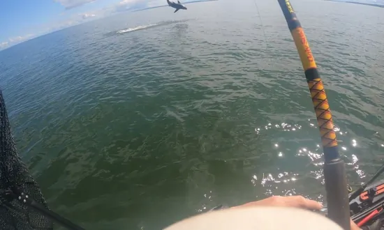 Nova Scotia Angler Hooks Juvenile Great White Shark and Story of a Lifetime