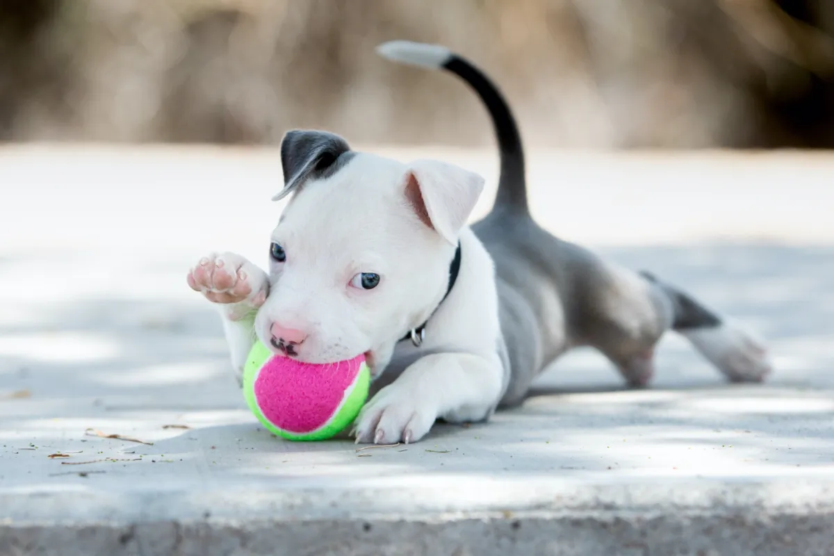 (Victoria Rak/Shutterstock)