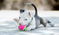 Puppy’s Demodectic Mange Not Contagious