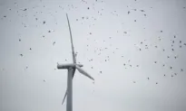 Green Energy’s Cost: California’s Wildlife Pay the Price
