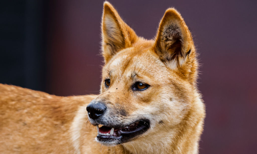 State adopts Indigenous name for Australian icon: Dingo or Wongari?