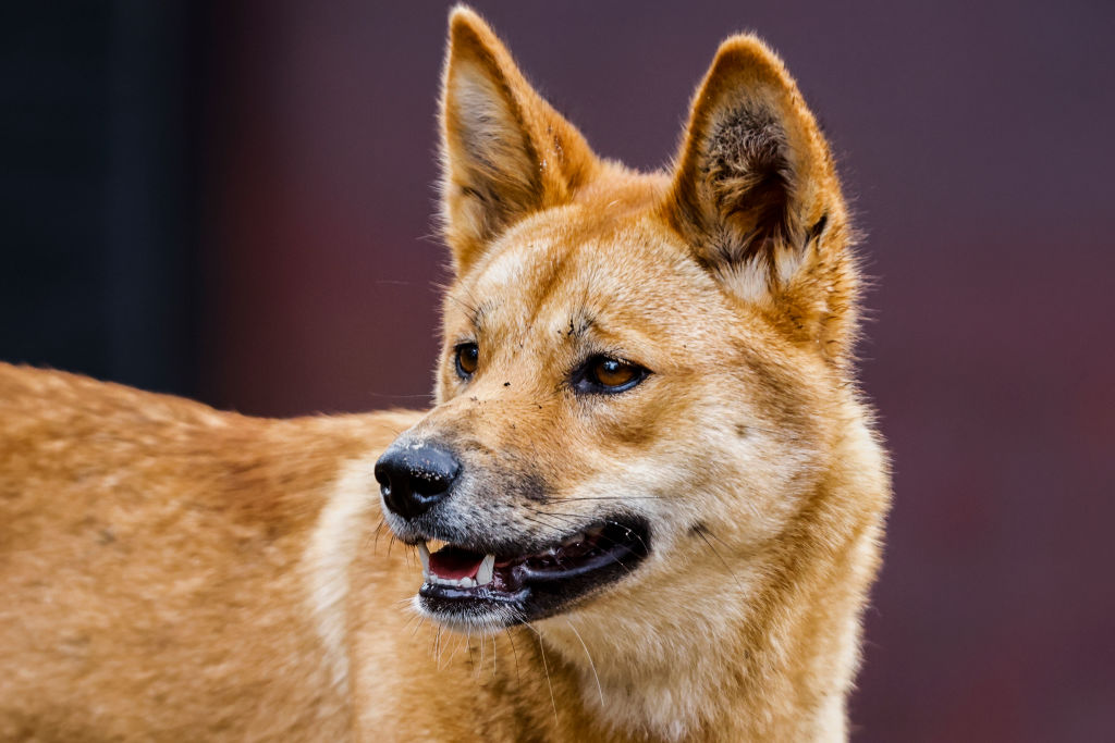 Police Probe Death of Canadian Woman Found Surrounded by Dingoes