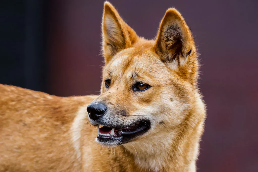 A dingo looks on from it's new habitat at Sydney's Taronga Zoo in Australia on April 6, 2023. (Jenny Evans/Getty Images)