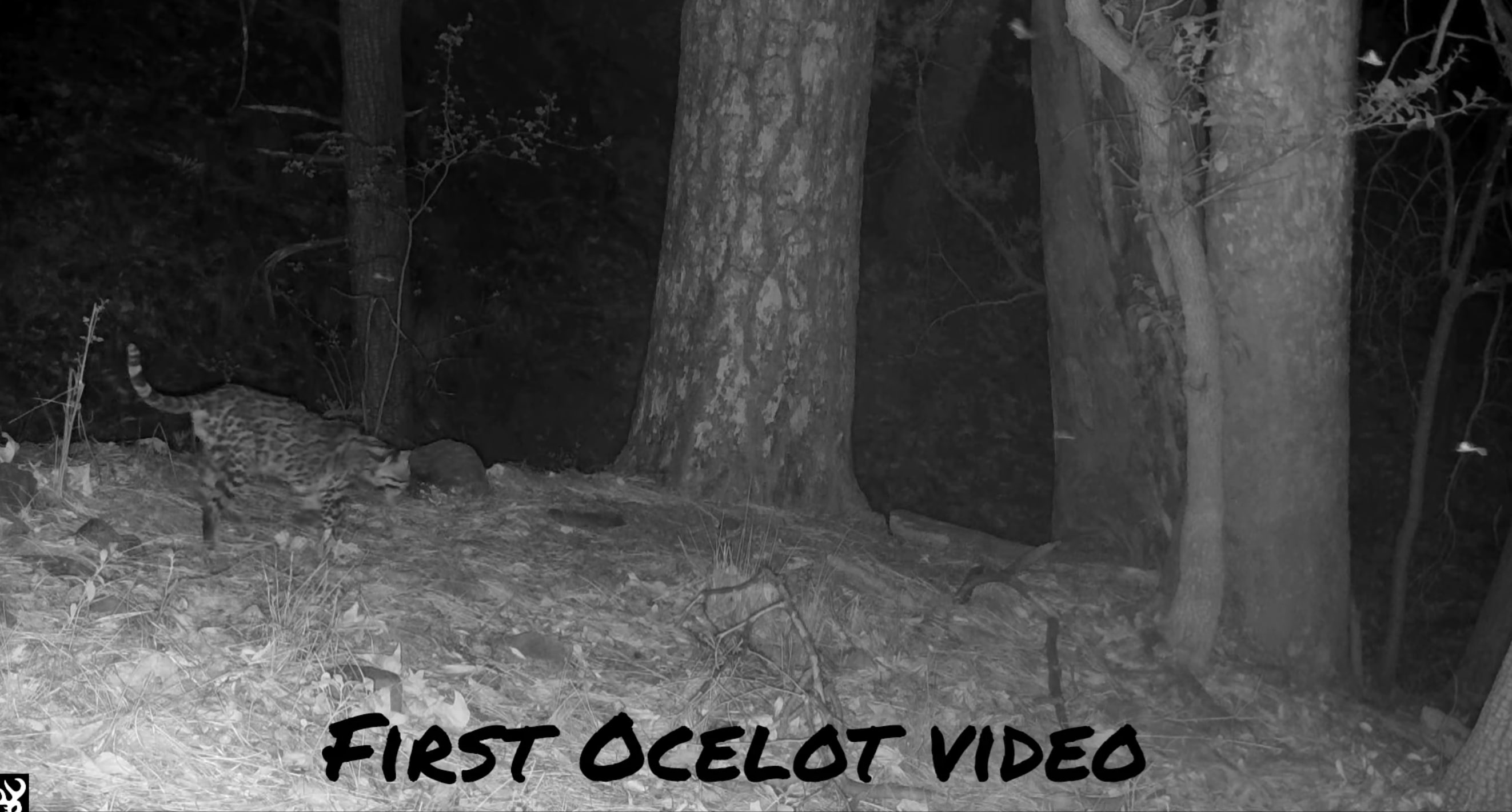 Screenshot of the first ocelot captured on video.
