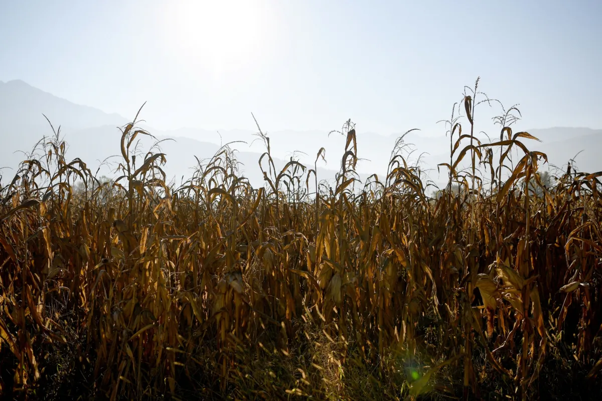 A cornfield in a file photo. (Jean-Pierre Clatot/AFP via Getty Images)