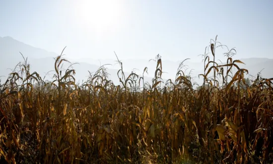 Texas Sheriff Says 3 Hog Hunters From Florida Died in Underground Tank in Cornfield After Their Dog Fell In