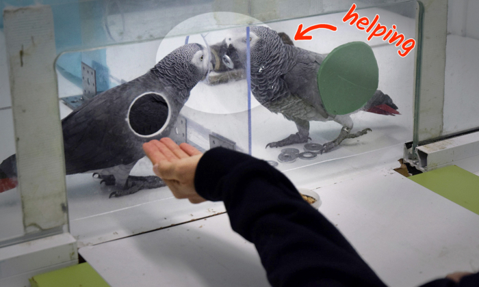 VIDEO: Grey Parrots ‘Lend a Wing’ by Passing Tokens to Each Other in Exchange for Food in Experiment