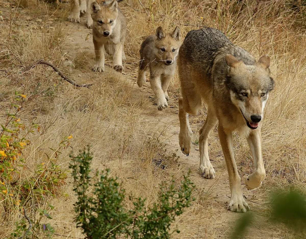 A male grey wolf leads his four pups to explore their habitat at the Oakland Zoo in Oakland, Calif., on July 1, 2019. (Ben Margot/AP Photo)