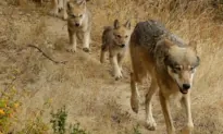 Researchers Have Identified a New Pack of Endangered Gray Wolves in California