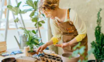 Beginner’s Guide to Indoor Gardening