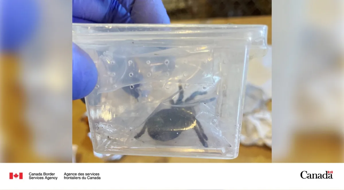One of the live tarantulas seized by CBSA officers at Edmonton International airport, in an incoming package from Hong Kong. (Canada Border Services Agency HANDOUT)