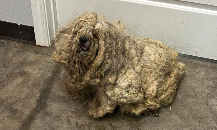 Extremely Matted Dog Considered to Be the ‘Worst Case’ of Neglect Looks Unrecognizable After Makeover