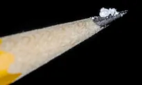 1 in Every 39 Americans Will Die of a Drug Overdose at Current Rate