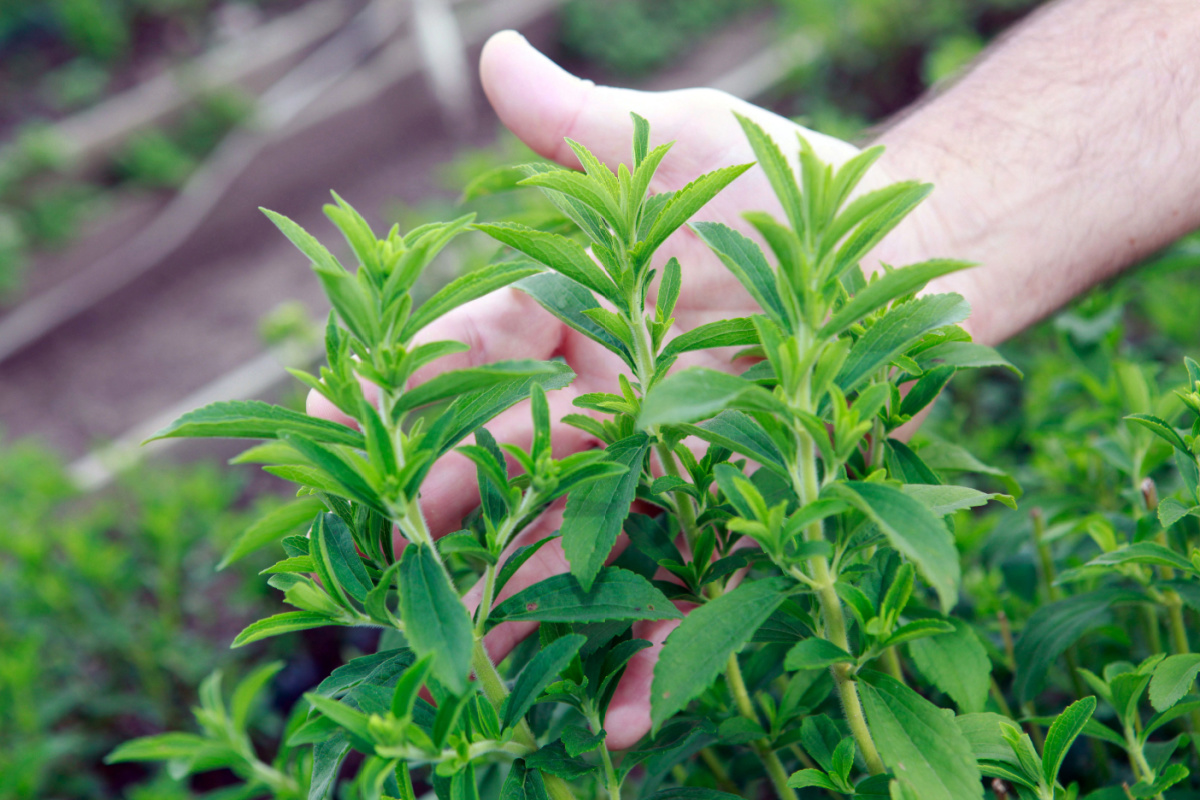 Stevia plants. (casa.da.photo/Shutterstock)
