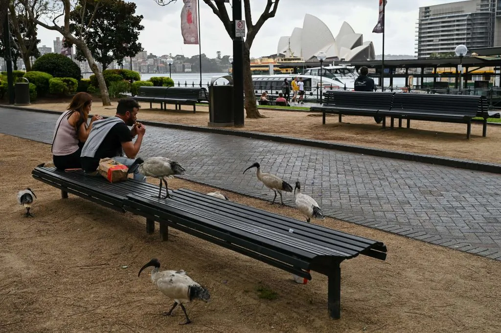 People eat lunch on a park bench while surrounded by ibises as a view of the Sydney Opera House is seen in Sydney, Australia, on Oct. 10, 2021. (STEVEN SAPHORE/AFP via Getty Images)