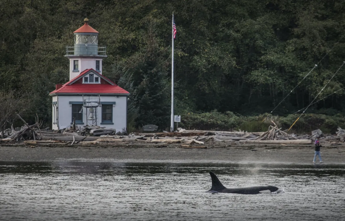 Thursday, November 15, 2018. A member of the J-Pod, a southern resident orca cruising past the lighthouse at Point Robinson Park on Maury Island. (TNS)