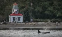 How to Whale Watch Responsibly in Puget Sound