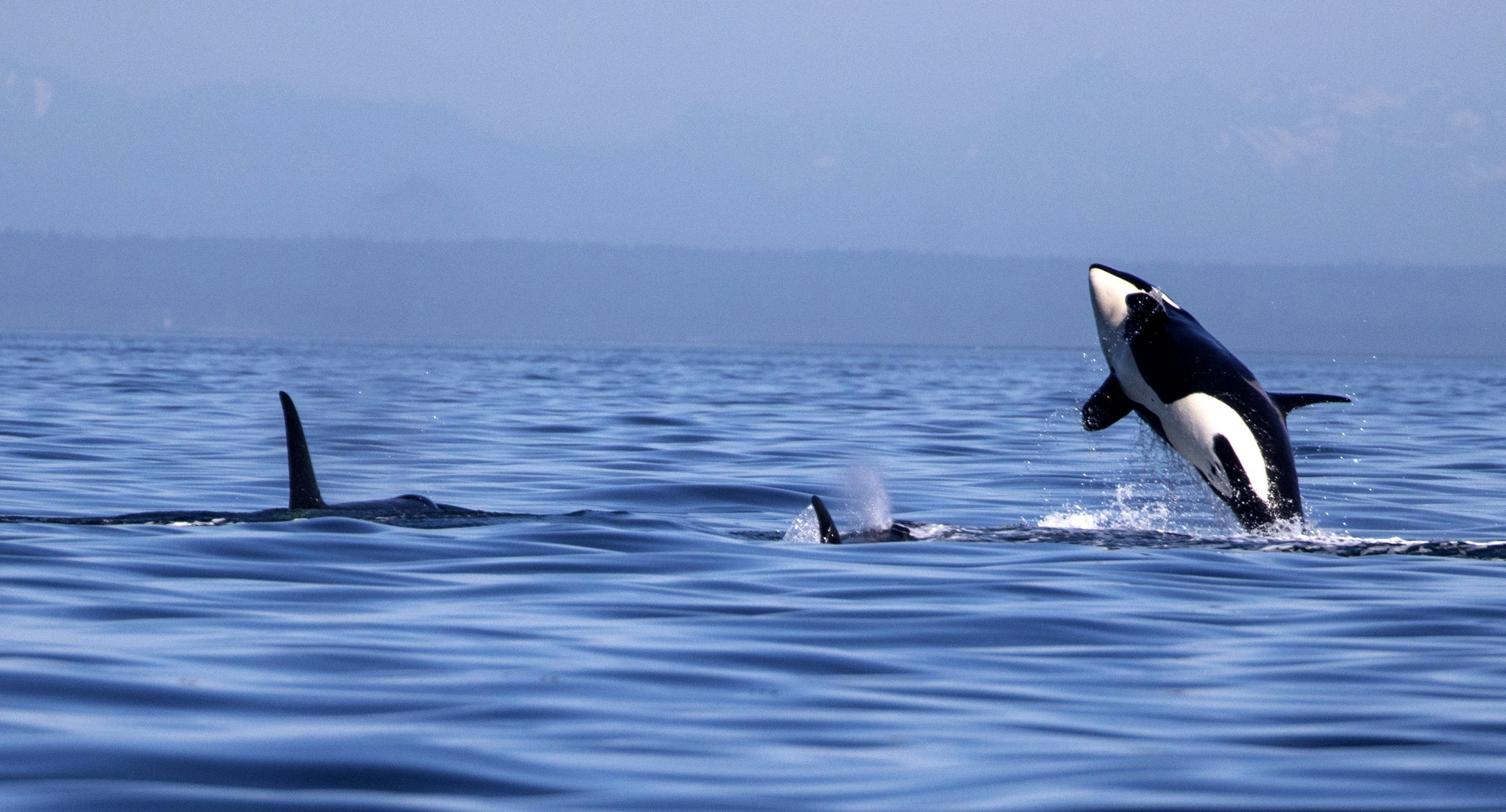 The southern resident whales put on a show in their core summer habitat of the San Juan Islands.