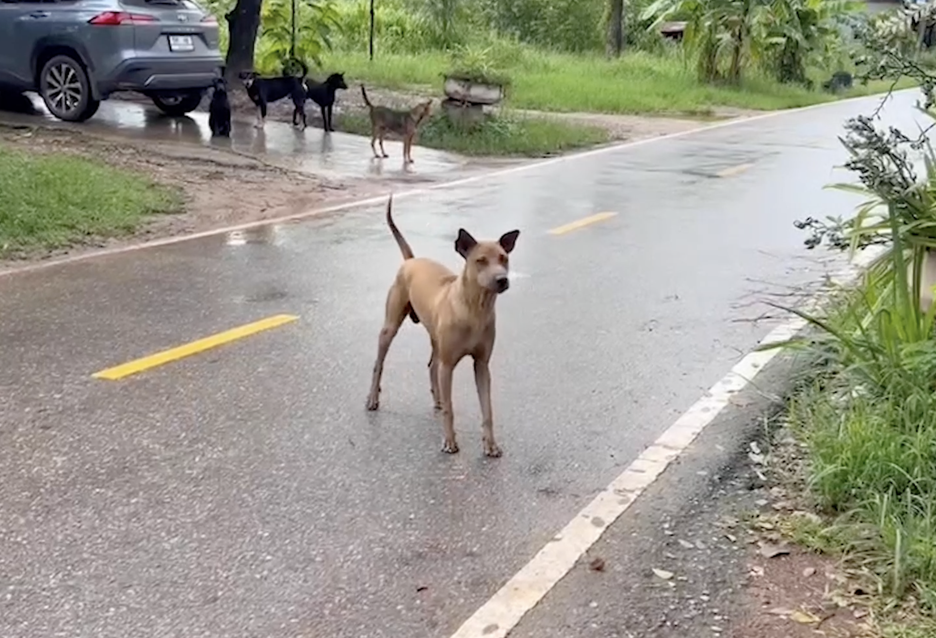 Pong, the heroic dog that saved a newborn abandoned at the front of a home.