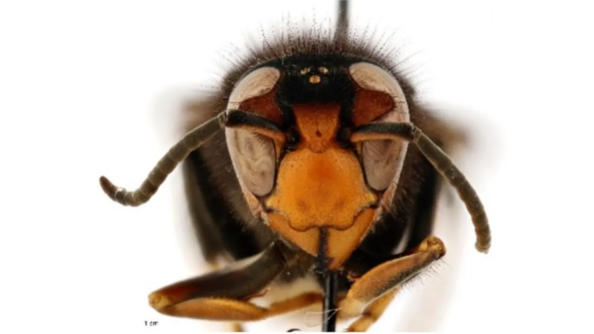 The yellow-legged hornet is an invasive hornet species native to Southeast Asia. (Courtesy of Georgia Department of Agriculture)