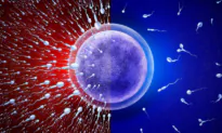 Wi-Fi, Other EMFs May Be Linked to Infertility and Miscarriage: Scientists
