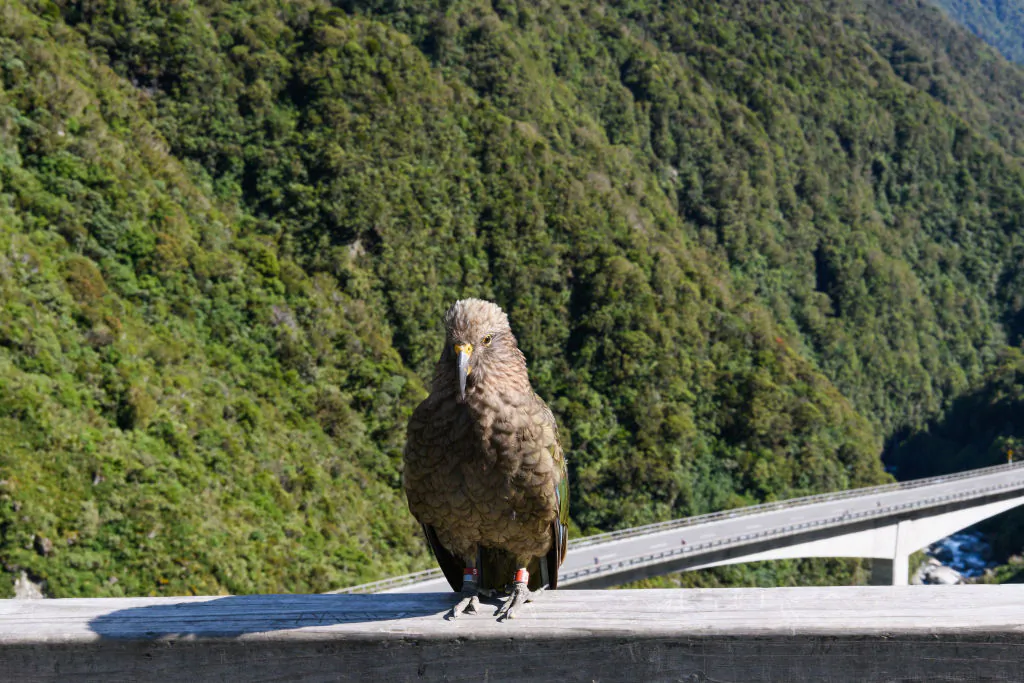 A kea is seen in front of competitors taking part in a mountain running event in Arthur’s Pass, New Zealand on Feb. 7, 2020. (Kai Schwoerer/Getty Images)